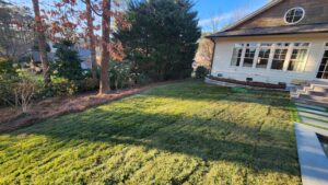 side yard with salvaged turf 